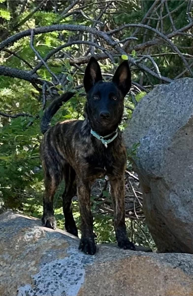 de las Flores Dutch Shepherd working photo