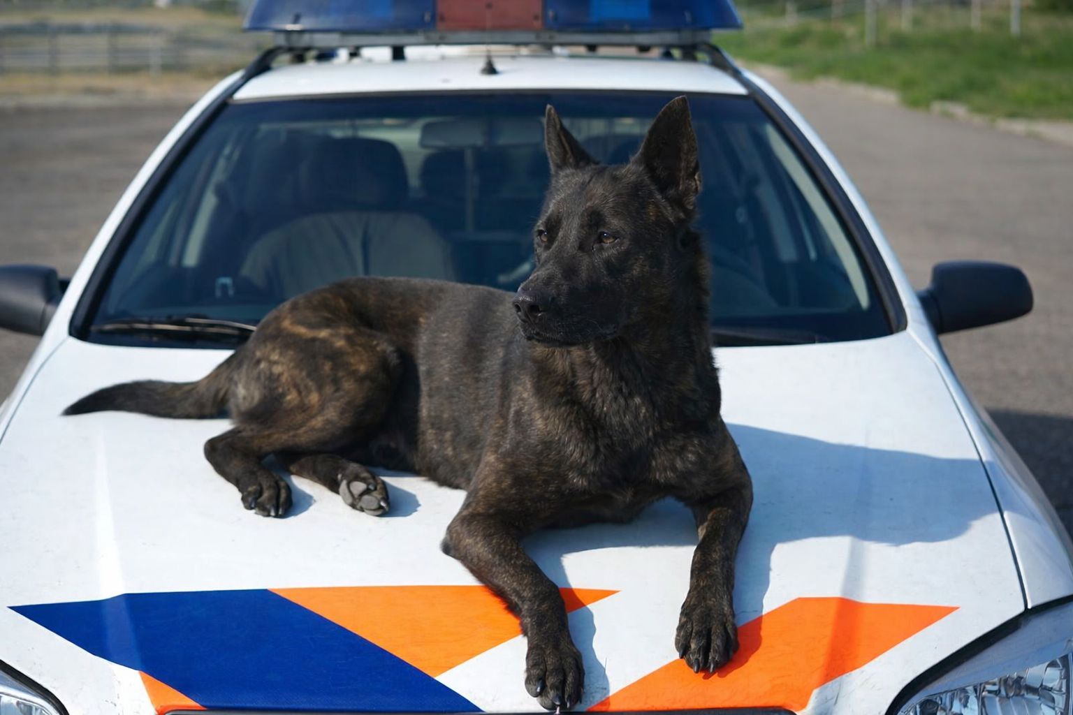 Holland Eran v. Le Dobry