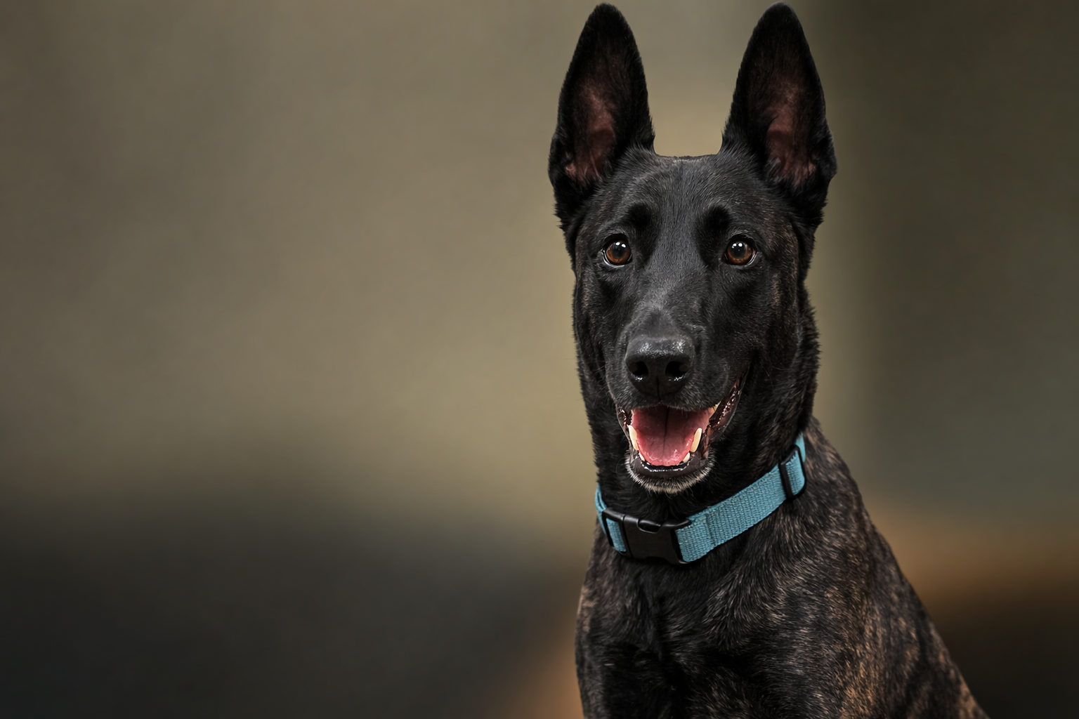 Milou van Valesca's Home — de las Flores Dutch Shepherds