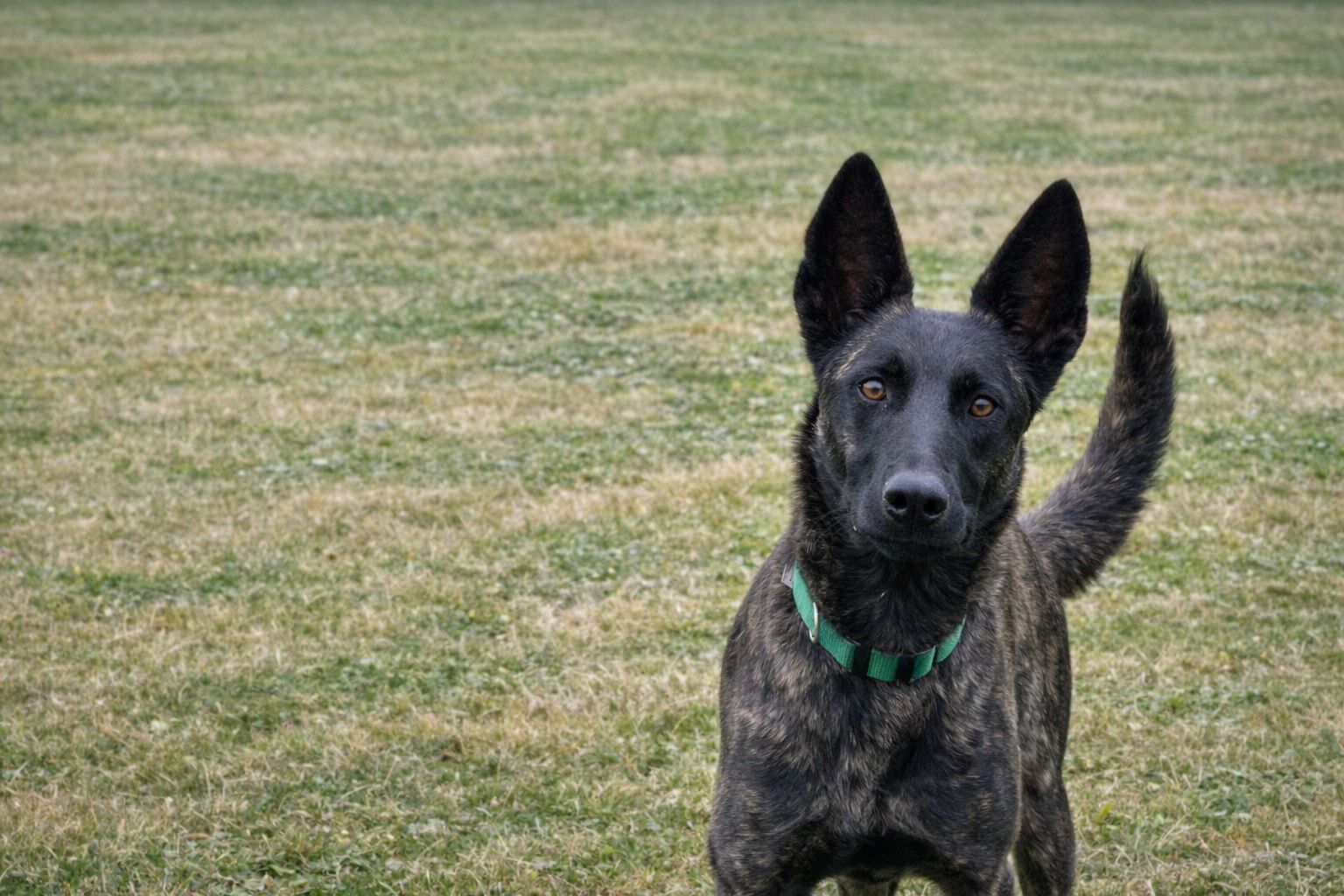 W'Draka de las Flores — de las Flores Dutch Shepherds