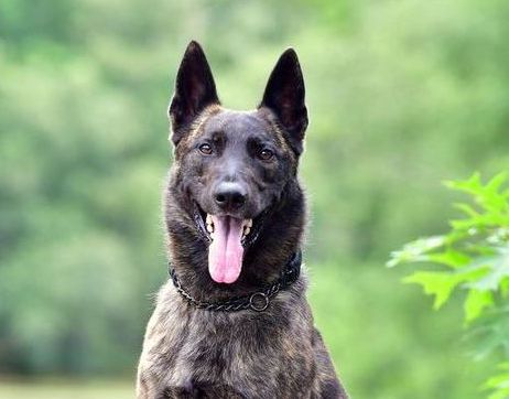 Casa d'Agostini Pernambuco — de las Flores Dutch Shepherds